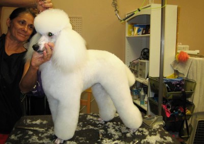 Miniature Poodle - Florida Dog Grooming