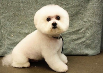 Bichon Frise - Florida Dog Grooming