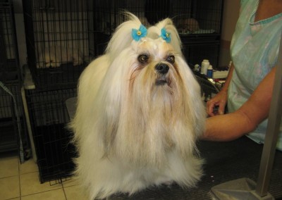 Lhasa Apso - Florida Dog Grooming