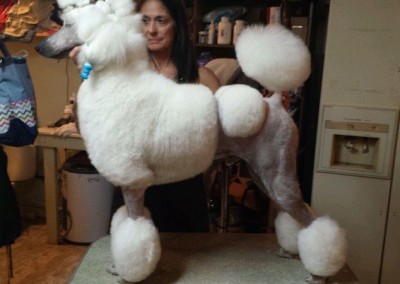 Standard Poodle - Florida Dog Grooming