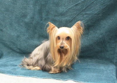 Yorkshire Terrier - Florida Dog Grooming