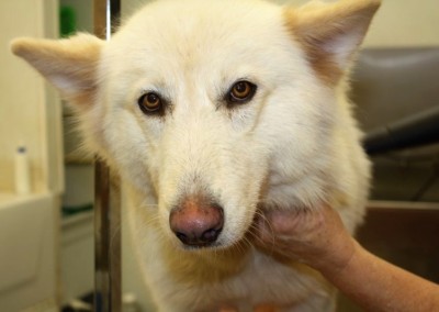 Arctic Wolf - Florida Dog Groomers