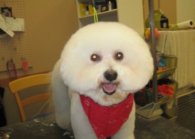 Bichon Frise - Dog Florida Dog Grooming