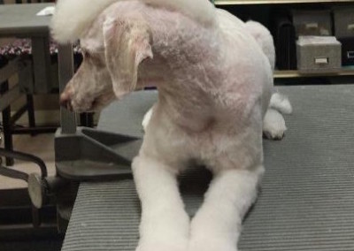 Miniature Poodle Mohawk - Florida Dog Grooming