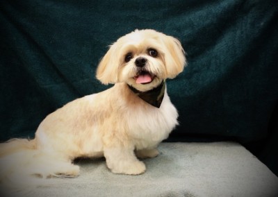 Shih Tzu - Florida Dog Grooming