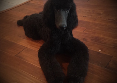 Standard Poodle Puppy - Florida Dog Grooming
