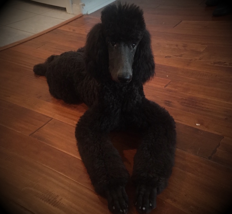 Standard Poodle Puppy - Florida Dog Grooming