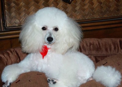 Toy Poodle - Florida Dog Groomers
