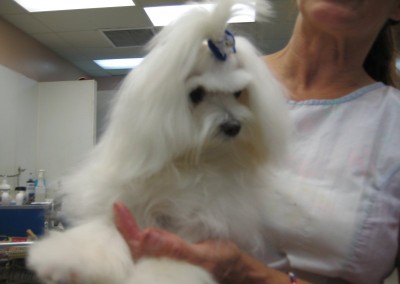 Maltese - Florida Dog Groomers
