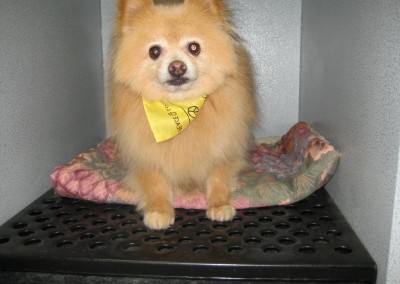 Pomeranian - Florida Dog Groomers