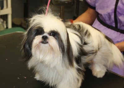 SHIH TZU - Full Coat Florida Dog Groomers