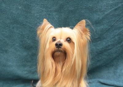 Happy Yorkshire Terrier Florida - Dog Grooming