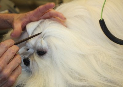 Lhasa Apso - Orlando Dog Groomers