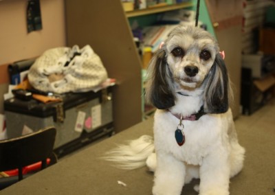 Havanese - Maitland Dog Groomers