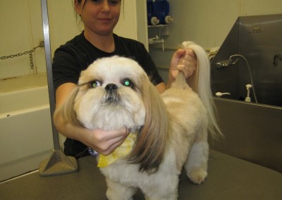 Shih Tzu - Orlando Dog Grooming