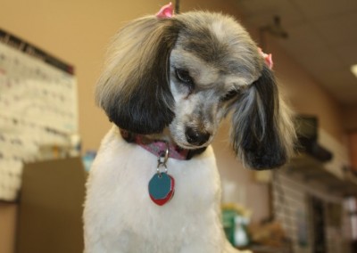 Havanese Winter Park Dog Groomers