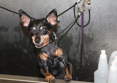 Chihuahua - Winter Springs Dog Groomers