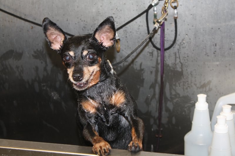 Chihuahua - Winter Springs Dog Groomers