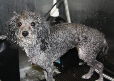 Toy Poodle Wash - Altamonte Springs Florida Dog Groomers