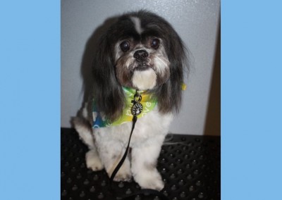 Lhasa Apso - Apopka Florida Dog Groomer