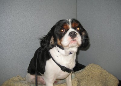Cavalier King Charles - Longwood Dog Groomers