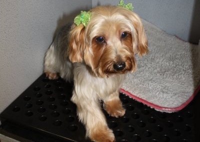 Yorkie - Dr. Phillips Dog Groomer