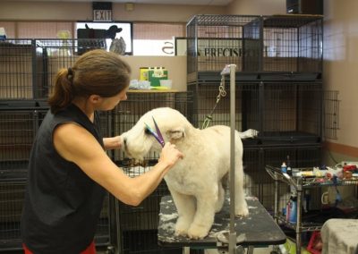 Soft Coated Wheaten Terrier Dog Groomer