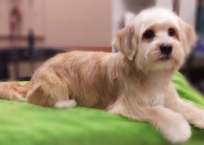 Ocoee Dog Groomer