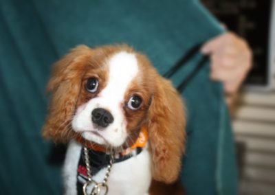 Windermere Dog Groomer