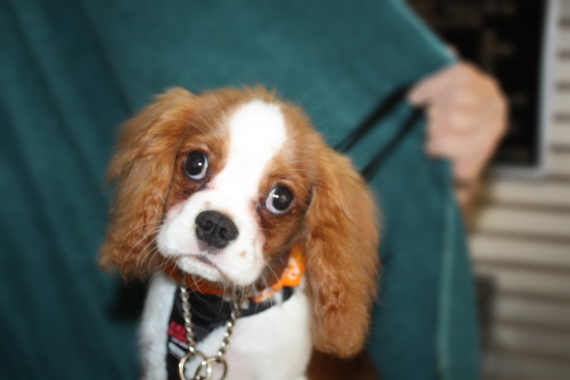 Cavalier King Charles Puppy