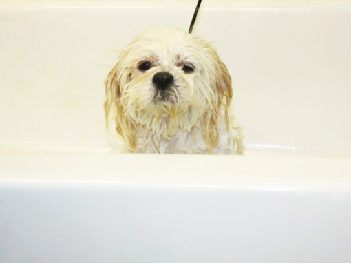 Pet Bath Time