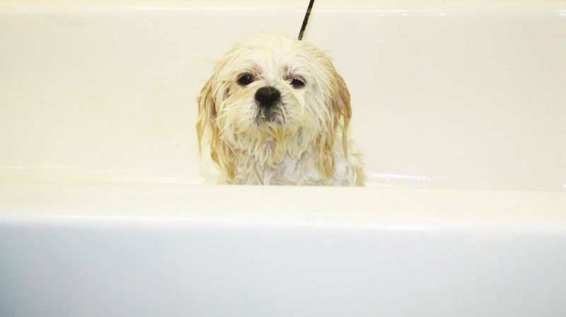 Pet Bath Time