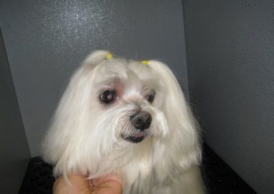 Maltese Groomer Downtown Orlando