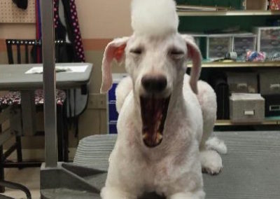 Mohawk Poodle Dog Groomer