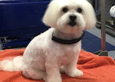 Dog Groomer Maltese