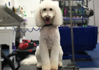 Golden Doodle Dog Groomer