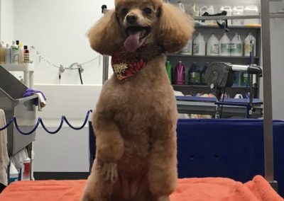 Groomers Toy Poodles