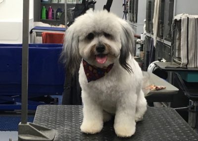 Havanese Dog Groomer