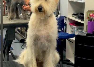 Labradoodle Dog Groomer Winter Park