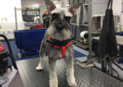 Miniature Schnauzer Groomer