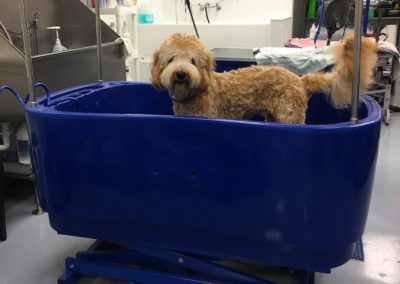 Poodle Golden Mix Dog Groomer