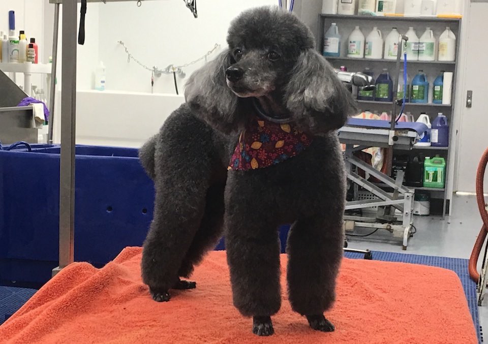 Toy Poodles Groomer