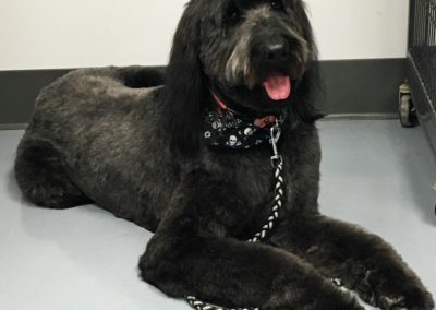 Blue Golden Doodle Groomer