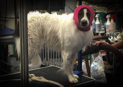 Border Collie Mix Groomer