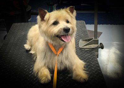 Cairn Terrier Dog Grooming