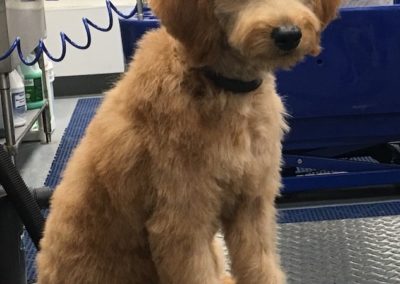 Golden Doodle Puppy Groomer
