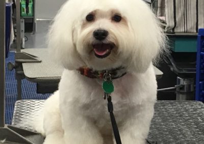 Havanese Bichon Grooming