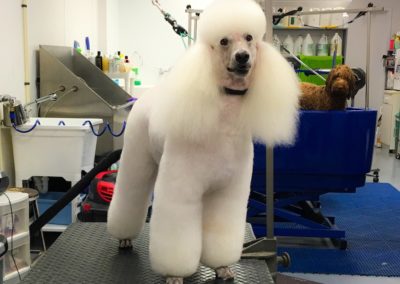 Miniature Poodles Grooming