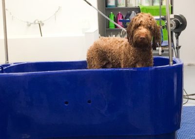 Red Golden Doodle Grooming