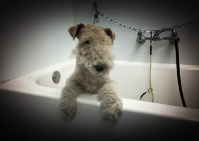 Bathing Wire Fox Terrier Florida Groomers